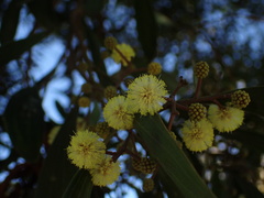 Acacia melanoxylon