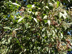 Acacia melanoxylon