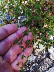 Euphorbia villifera