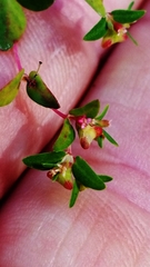 Euphorbia villifera