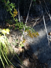 Solidago radula