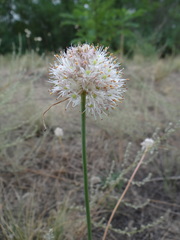 Allium saxatile