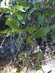 Solidago radula