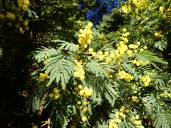 Acacia dealbata