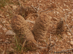 Lavrania cactiformis