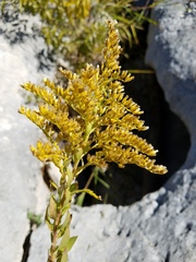 Solidago juliae