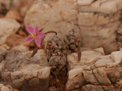 Anacampseros filamentosa