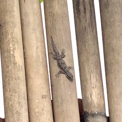 Hemidactylus platyurus