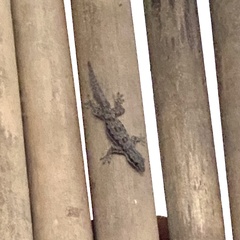 Hemidactylus platyurus