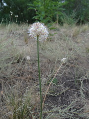 Allium saxatile