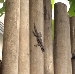 Hemidactylus platyurus