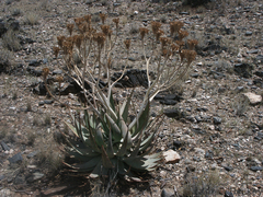 Aloe hereroensis