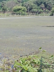 Himantopus himantopus