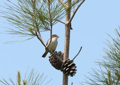 Curruca crassirostris
