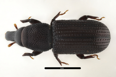 Stereocorynes truncorum
