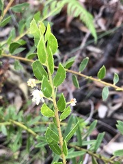 Acacia hispidula