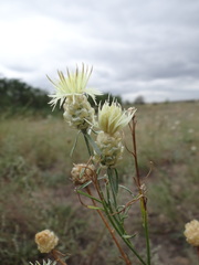 Centaurea paczoskii