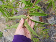 Callicarpa pilosissima