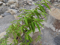 Callicarpa pilosissima