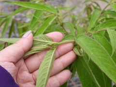 Callicarpa pilosissima