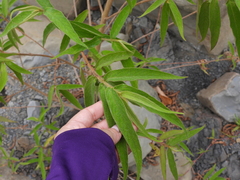 Callicarpa pilosissima