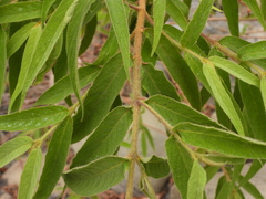 Callicarpa pilosissima
