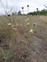 Centaurea paczoskii