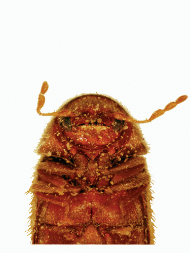 Drugstore Beetle photo 3