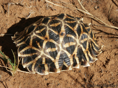 Psammobates oculifer