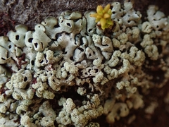Menegazzia neozelandica