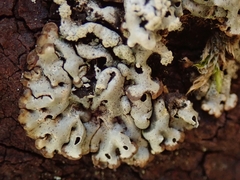 Menegazzia neozelandica