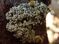 Menegazzia neozelandica