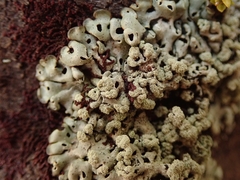 Menegazzia neozelandica