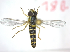 Sphaerophoria scripta