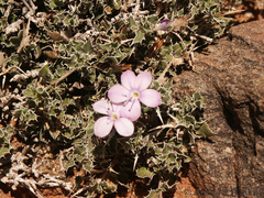 Barleria rigida