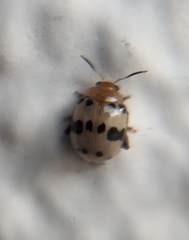 Argopistoides septempunctata