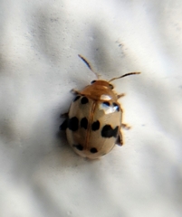 Argopistoides septempunctata