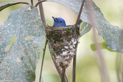 Hypothymis azurea oberholseri
