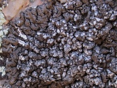 Montanelia tominii