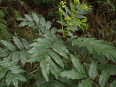 Senna stipulacea