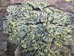 Parmeliopsis capitata