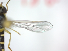 Sphaerophoria scripta
