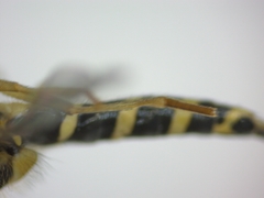 Sphaerophoria scripta