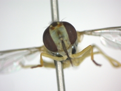 Sphaerophoria scripta