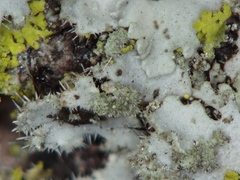 Phaeophyscia kairamoi