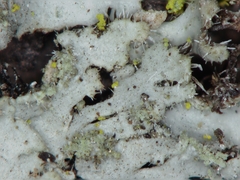 Phaeophyscia kairamoi