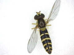 Sphaerophoria scripta
