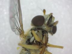 Sphaerophoria scripta