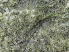 Protothelenella corrosa