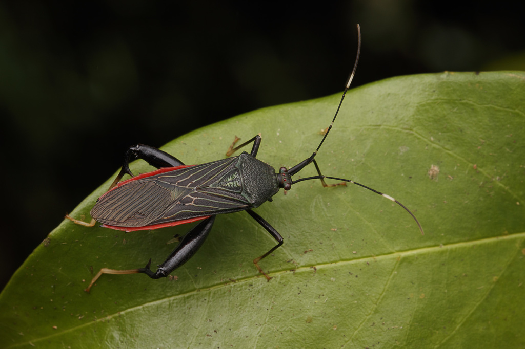 Nematopus indus
